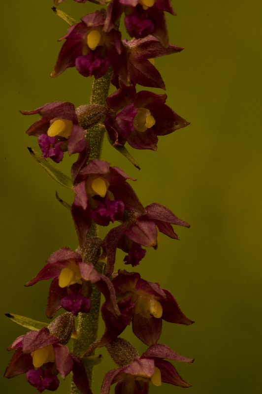 DSC_0344.jpg