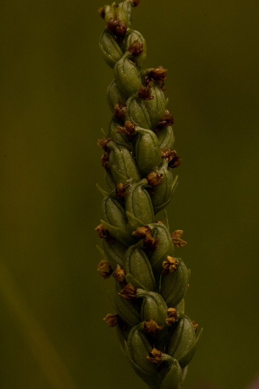 DSC_0020.jpg