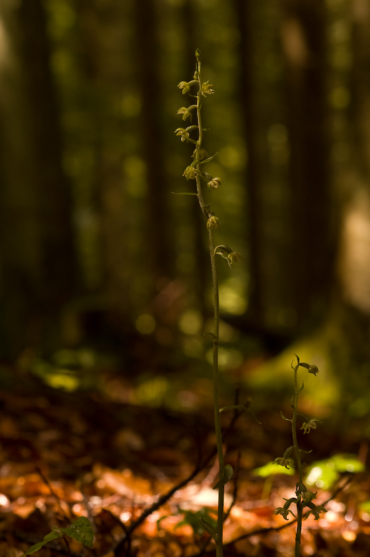 DSC_0137.jpg