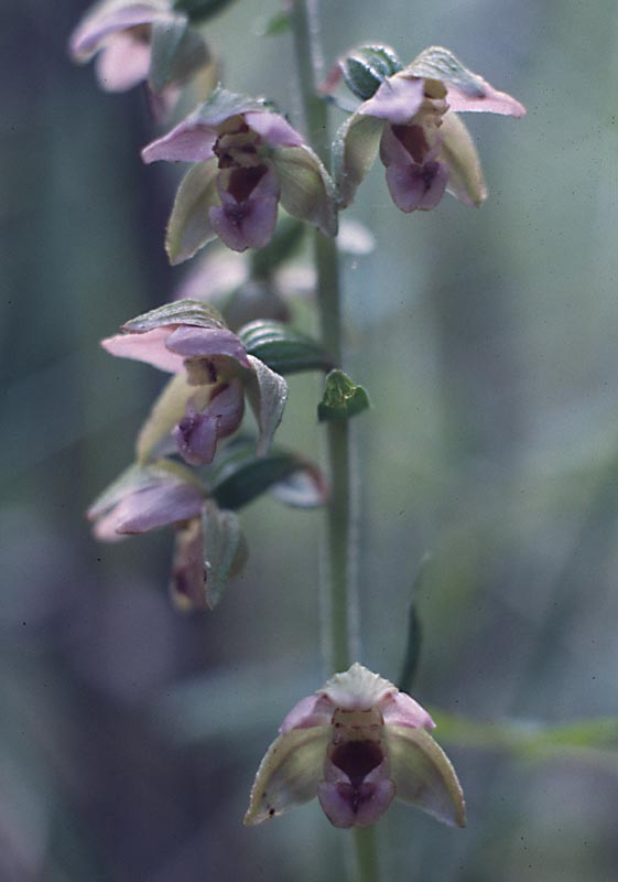 Ep.helleborine-1-Khof-kl.jpg