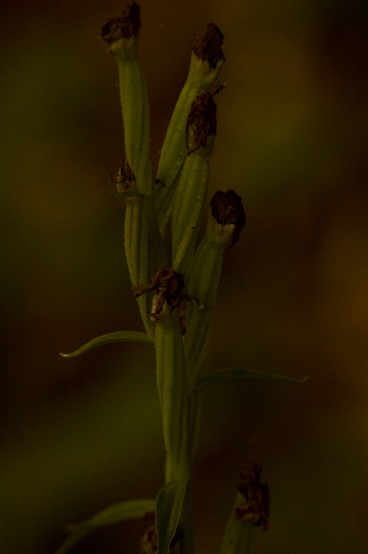 DSC_0272.jpg