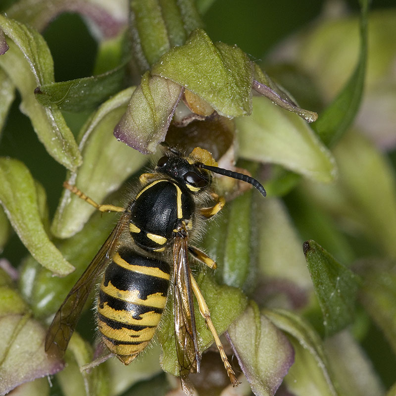 wesp op helleborine.jpg