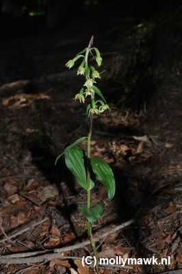 Epipactis greuteri 1.JPG