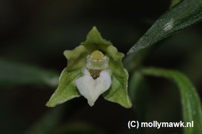 Epipactis greuteri 2.JPG