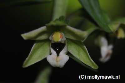 Epipactis greuteri 3.JPG