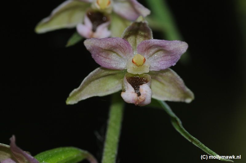 Epipactis spec.JPG