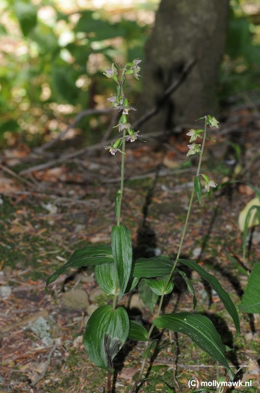 Epipactis spec 2.JPG