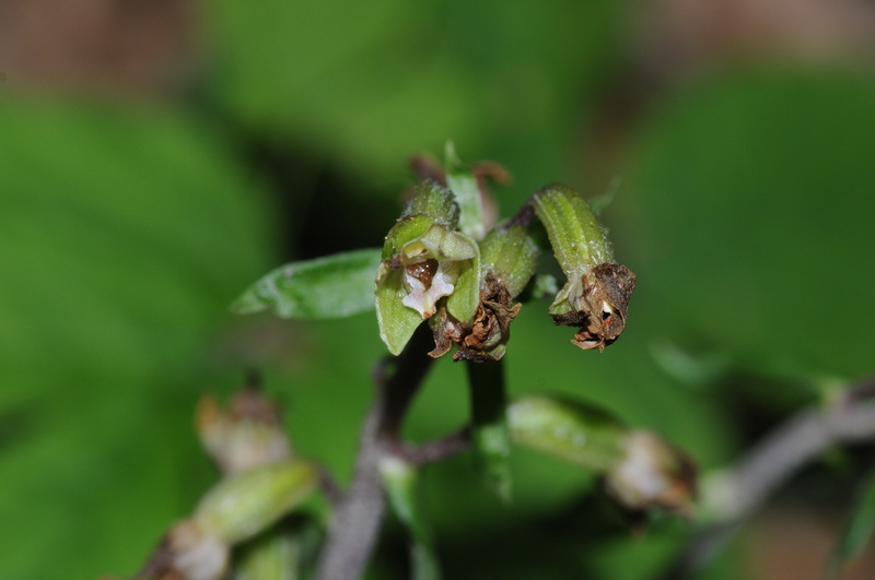 Epipactis  microphylla--01.JPG