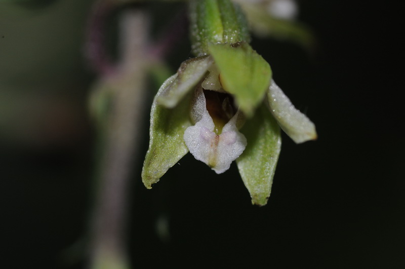 Epipactis  microphylla--02.JPG