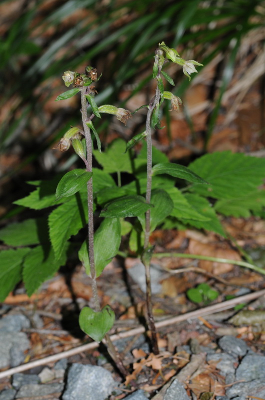 Epipactis  microphylla--03.JPG