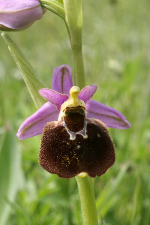 GJBV_3130.JPG