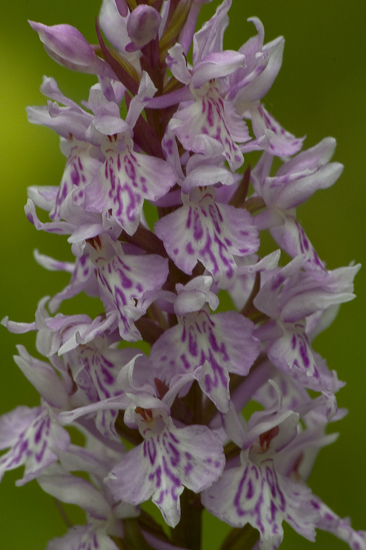 DSC_0120-2.jpg