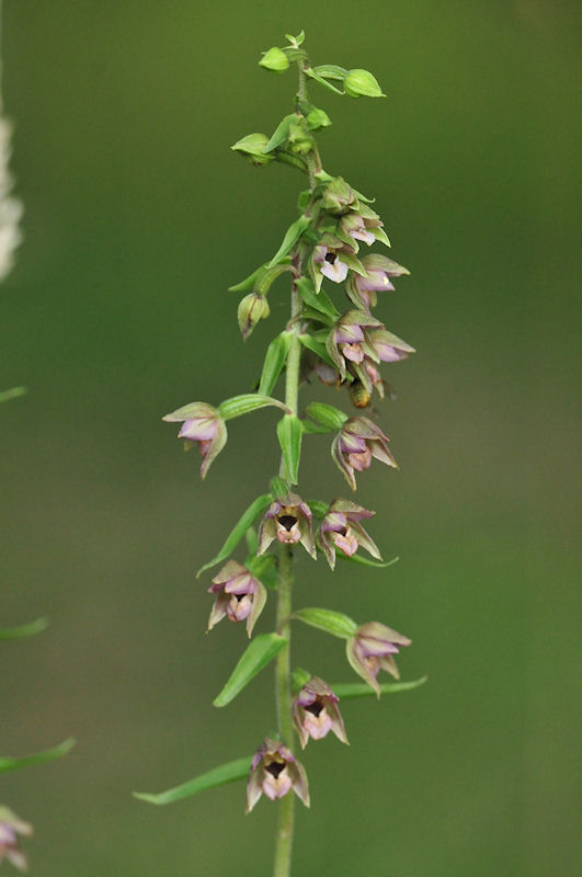 Wespenorchis 1.jpg