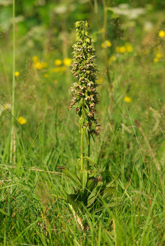 Wespenorchis 2.jpg