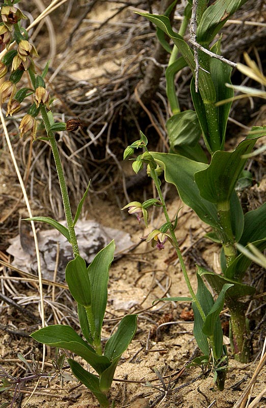 detail met zeer klein exemplaar duinwespenorchis, Kennemerduinen 4-8-09