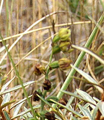 DSC04040-det.jpg