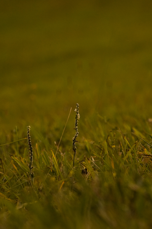 DSC_0132-2.jpg