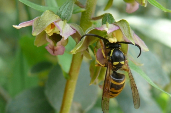 wesp op Ep. hel. 2.jpg