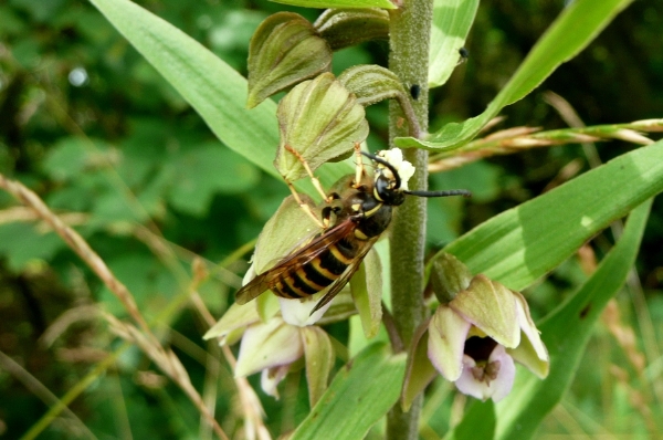 wesp op Ep hel neerl.jpg