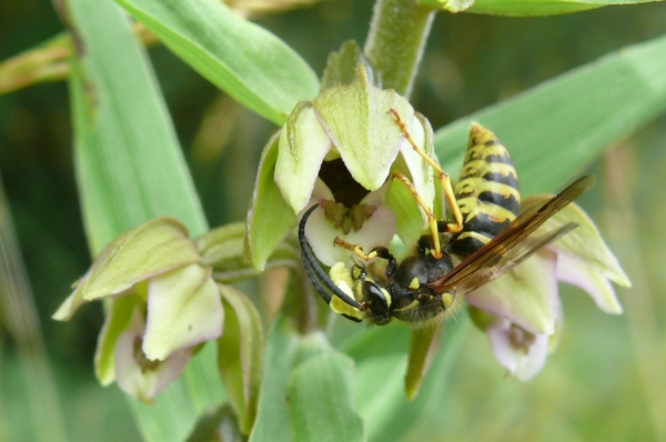 wesp op Ep. hel. neerl. 2.jpg