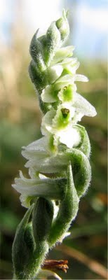 spiranthes spiralis.jpg