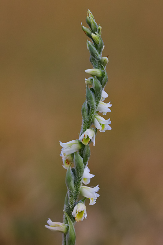 herfstschroeforchis-1aa.jpg