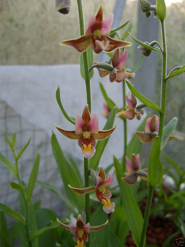 deze wordt mijn nieuwe aanwinst