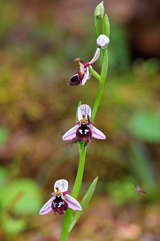 orchis-reinoldii1aa.jpg