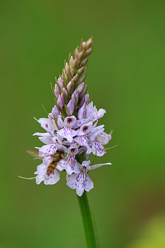 orchis-met-bestuiver-1a.jpg