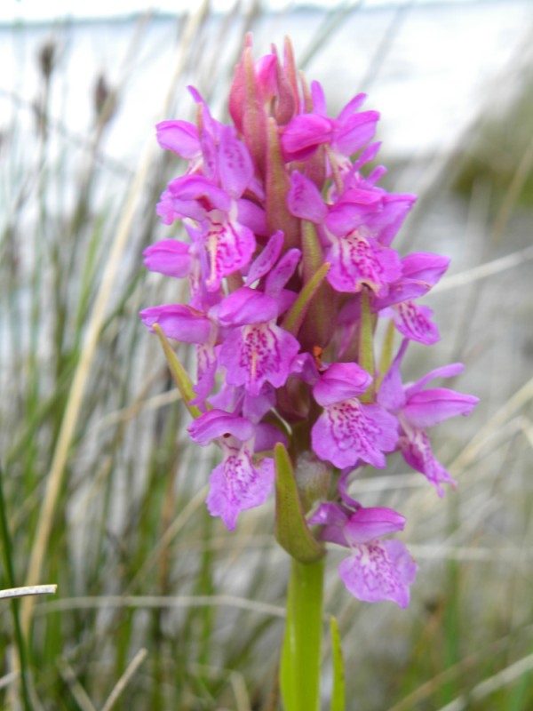 1. D. occidentalis zonder meer?