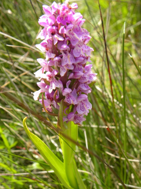 2. Blad incarnata-achtig maar bloem niet