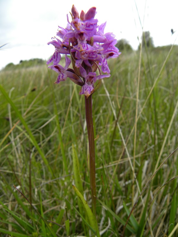3. D. traunsteinerioides gelet op smalle lange bladeren, weinig bloemen en donkere stengel bovenaan ?