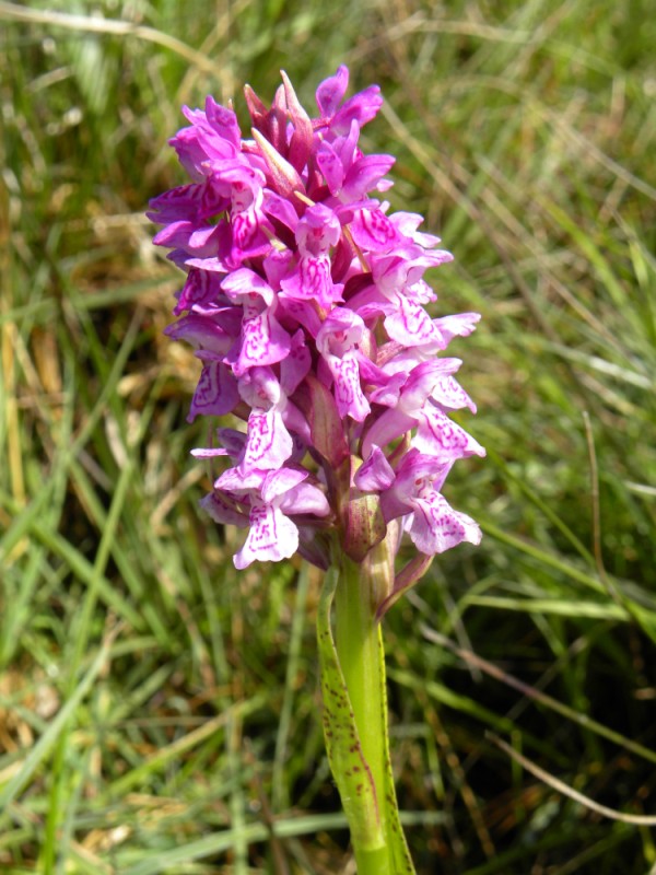 4. D. occidentalis met incarnata-achtige kenmerken ?