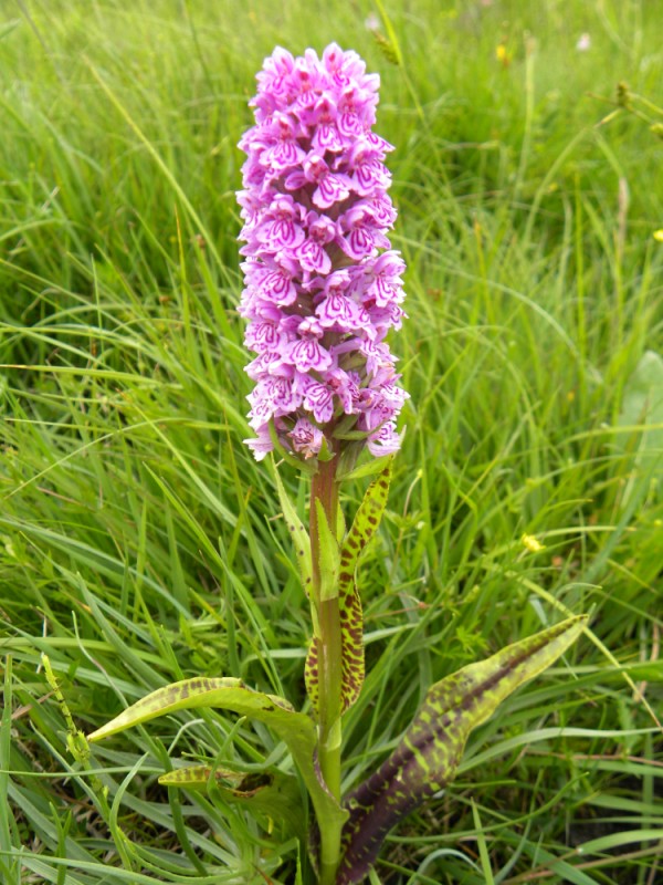 7. D. occidentalis ? Opvallend fors met gevlekte bladeren. Anders dan 1.