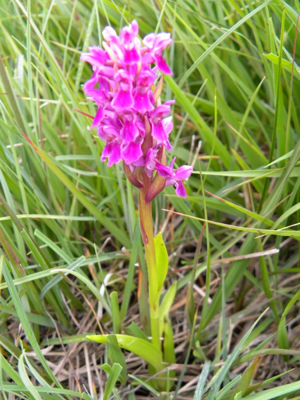 8. Een rariteit, uniform van kleur ook, temidden een veld D. incarnata. Bladen helemaal niet incarnata-achtig.