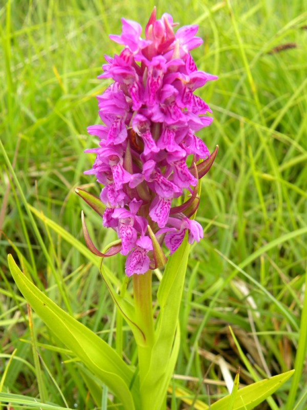 D.incarnata ssp. pulchella