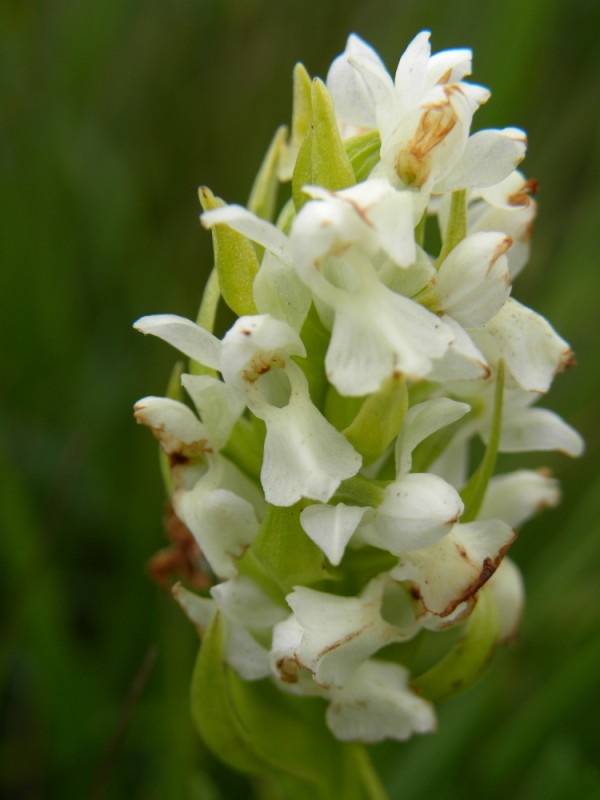 D. incarnata var. ochrantha