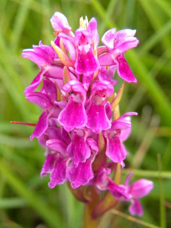 D. incarnata ssp. pulchella x incarnata var. ochrantha ???