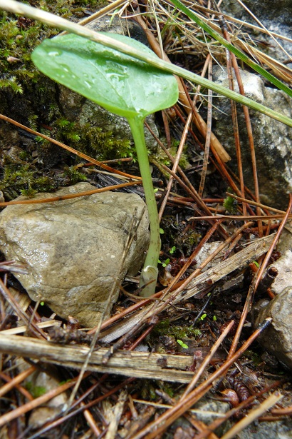 Gennaria diphylla?