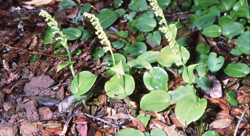 G. diphylla Mercederwald Tenerife 080393.jpg