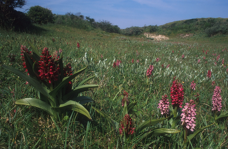 steenrode orc.incarnata001.JPG