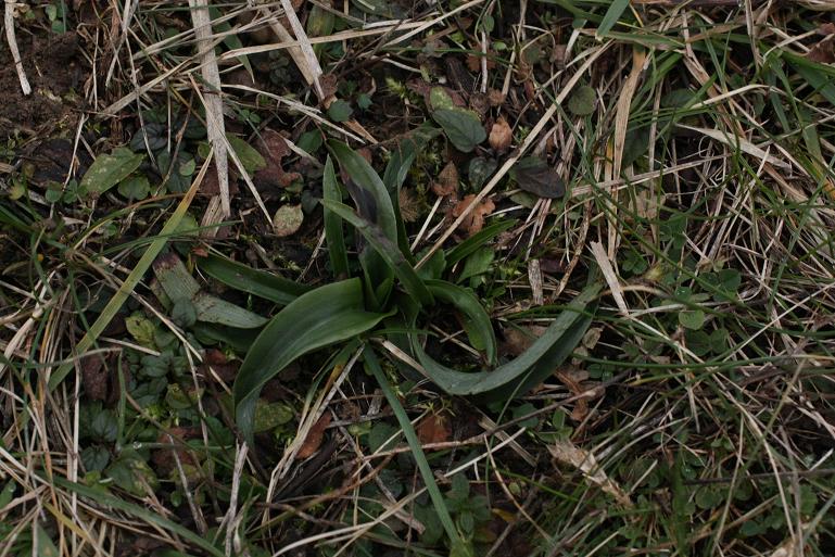 20100207 030a.JPG