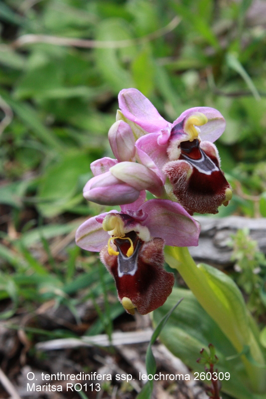 O. tenthredinifera ssp. leochroma Maritsa 260309 RO113.jpg