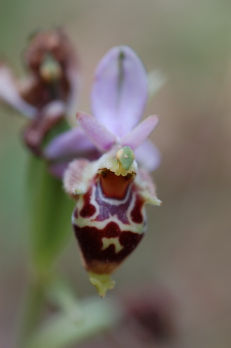 Ophrys apifera poss hybrid close up Crete.JPG