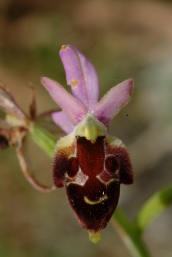 Ophrys biscutella x apulica close up 2 Monte Sacro oost Gargano.JPG
