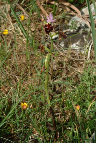 Ophrys biscutella x apulica plant 1 Monte Sacro oost Gargano.JPG