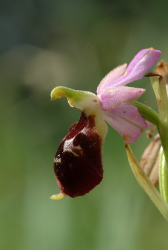 Ophrys biscutella x apulica zijaanzicht Monte Sacro oost Gargano.JPG