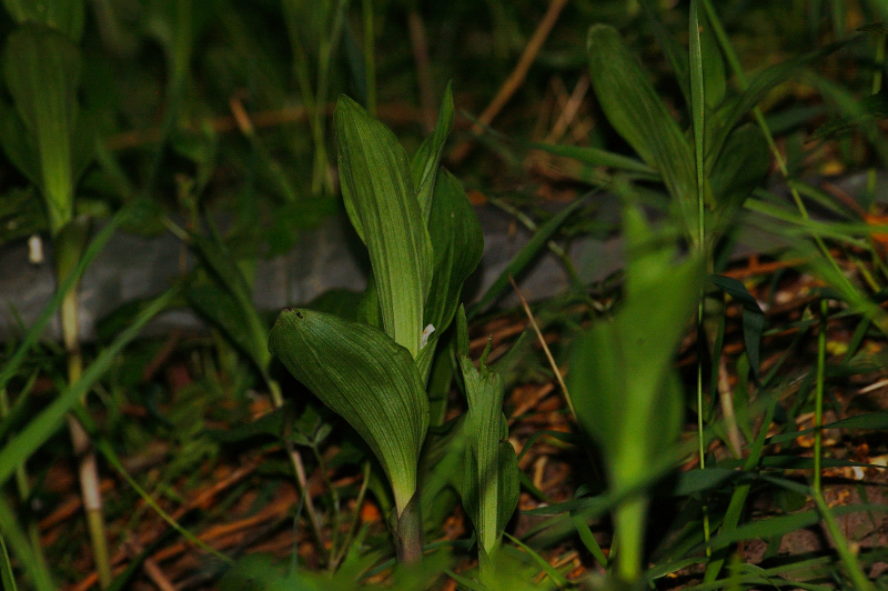 DSC_0114.NEF00011.JPG