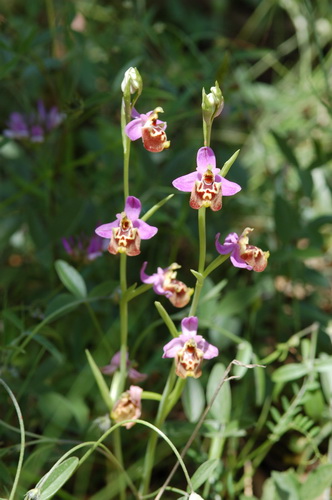 Ophrys episcopalis 3 poss hybrid bloemstengels Crete.JPG