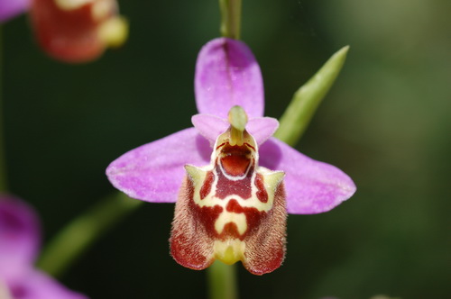 Ophrys episcopalis 4 pss hybrid close up Crete.JPG